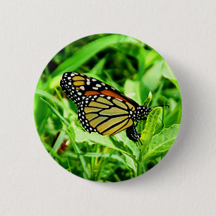 Botón de la mariposa de monarca