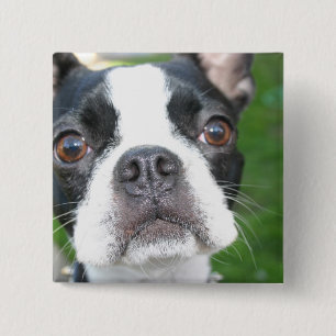 Botón de la plaza del grupo de Boston Terrier