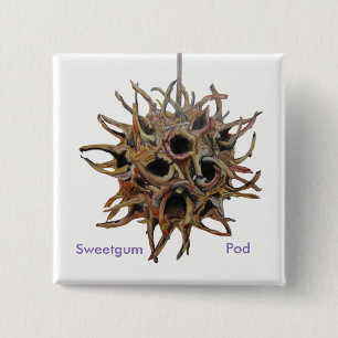 Botón de la vaina de Sweetgum
