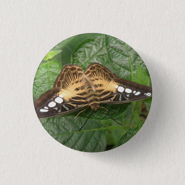 botón de mariposa de acantilado tropical bonito (Anverso)