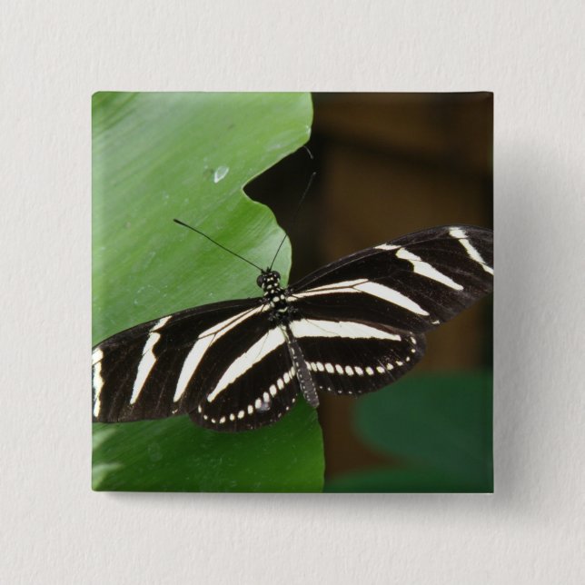 botón de mariposa de longitud de cebra de bonito (Anverso)