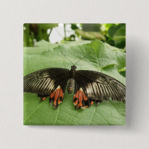 Botón de mariposa dorada y rojo negro de bonito