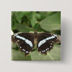 Botón de mariposa tropical negro y blanco