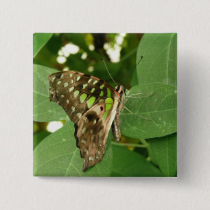 botón de mariposa verde irlandés tropical