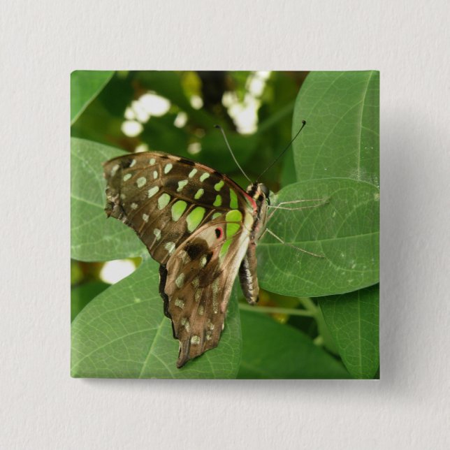 botón de mariposa verde irlandés tropical (Anverso)