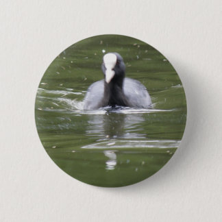 Botón de Natación de Coot