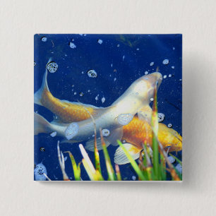 botón de natación koi