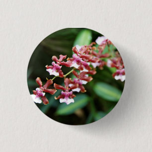 Botón de Oncidium del bebé de Sharry