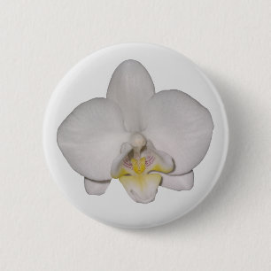 Botón de orquídea blanca
