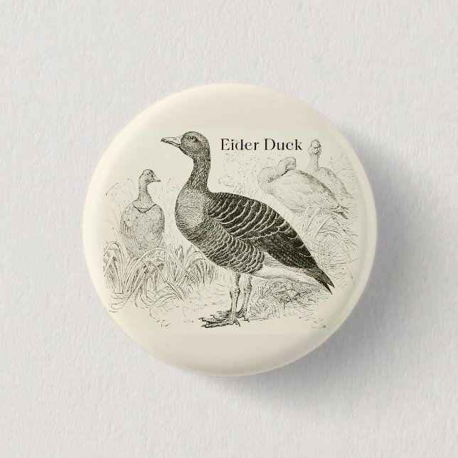 Botón de Pato Eider (Anverso)