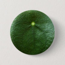 Botón de Peperomioides del Pilea