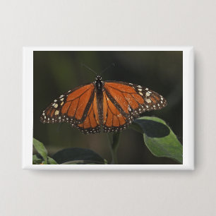 Botón de Pin con Foto de Mariposa Naranja de la Na