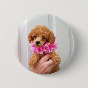 Botón de Pinback del perro de caniche del