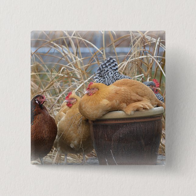 Botón de pollo adorable (Anverso)