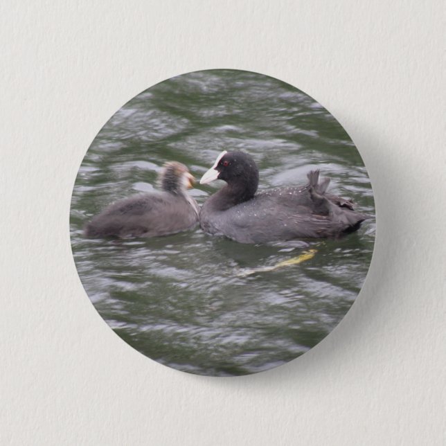 Botón de pollo hambriento de alimentación de aleta (Anverso)