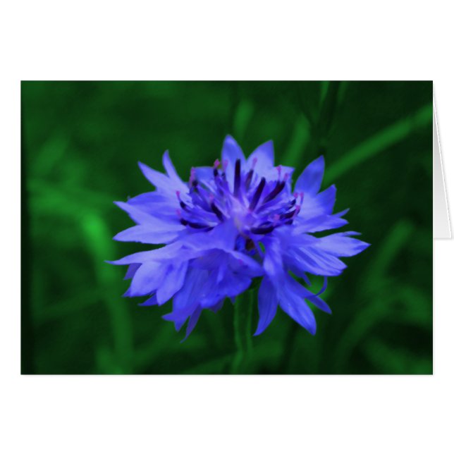 botón de soltero (Anverso (Horizontal))