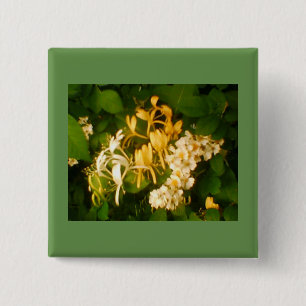 botón de succión de miel Rosa en flor silvestre