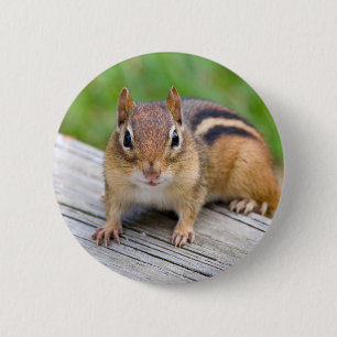 Botón del Chipmunk