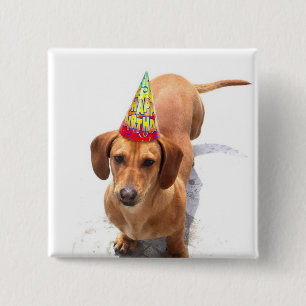 Botón del Dachshund del feliz cumpleaños
