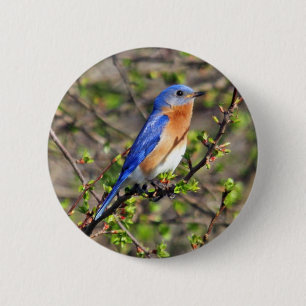 Botón del este del Bluebird