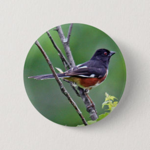 Botón del este del Towhee