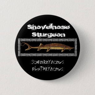 Botón del esturión - esturión de Shovelnose
