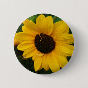 Botón del girasol