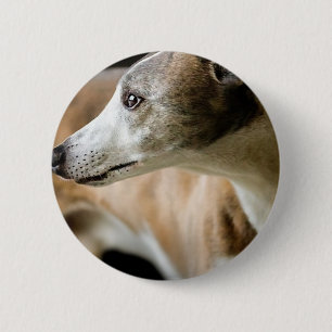 Botón del perro del galgo