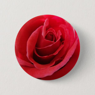 Botón del rosa rojo