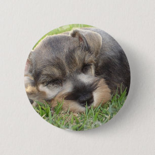 Botón del Schnauzer el dormitar