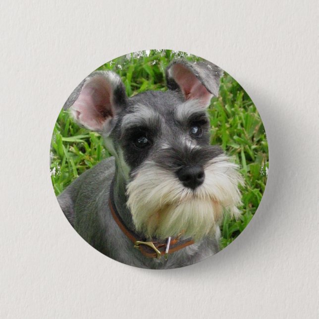 Botón del Schnauzer miniatura (Anverso)
