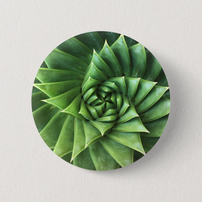 Botón espiral verde de Polyphylla del áloe (Anverso)