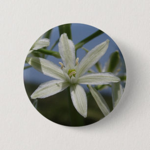 botón Flor blanca de primavera
