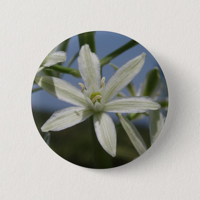 botón Flor blanca de primavera (Anverso)