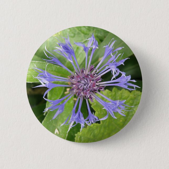 botón Flor de maíz azul (Anverso)