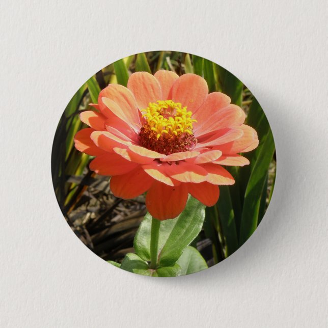 botón Flor de zinnia naranja (Anverso)