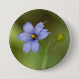 Botón floral observado azul del Wildflower de la