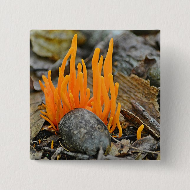 Botón Fungi (Anverso)