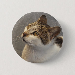 botón Gato