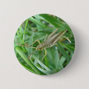botón Grasshopper