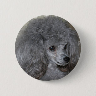 Botón gris del caniche