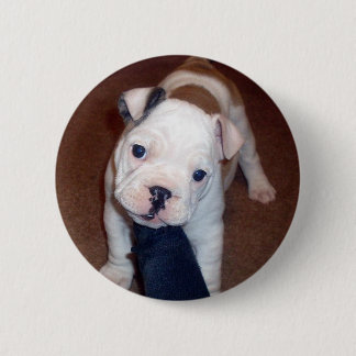 Botón hermoso de Pinback del bulldog