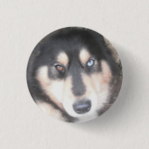 Botón Husky Un Ojo Azul Un Ojo Marrón