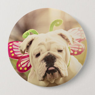 Botón inglés de la foto de la mariposa del bulld