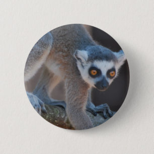 Botón joven del Lemur