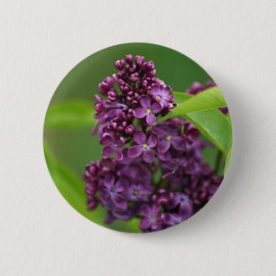Botón Lilac púrpura