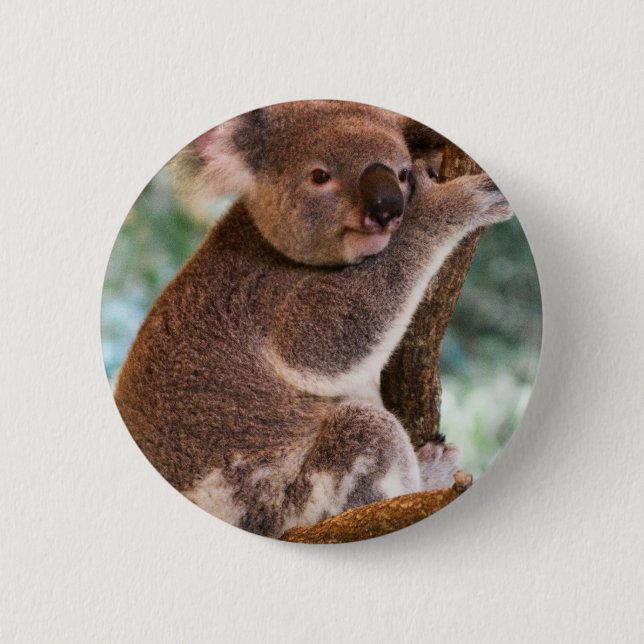 Botón lindo de la koala (Anverso)