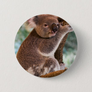 Botón lindo de la koala