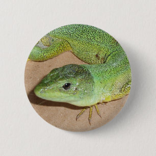 botón Lizard