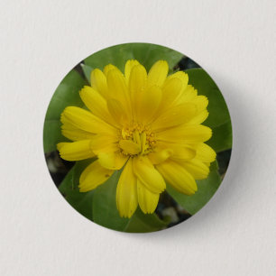 Botón Marigold amarillo brillante